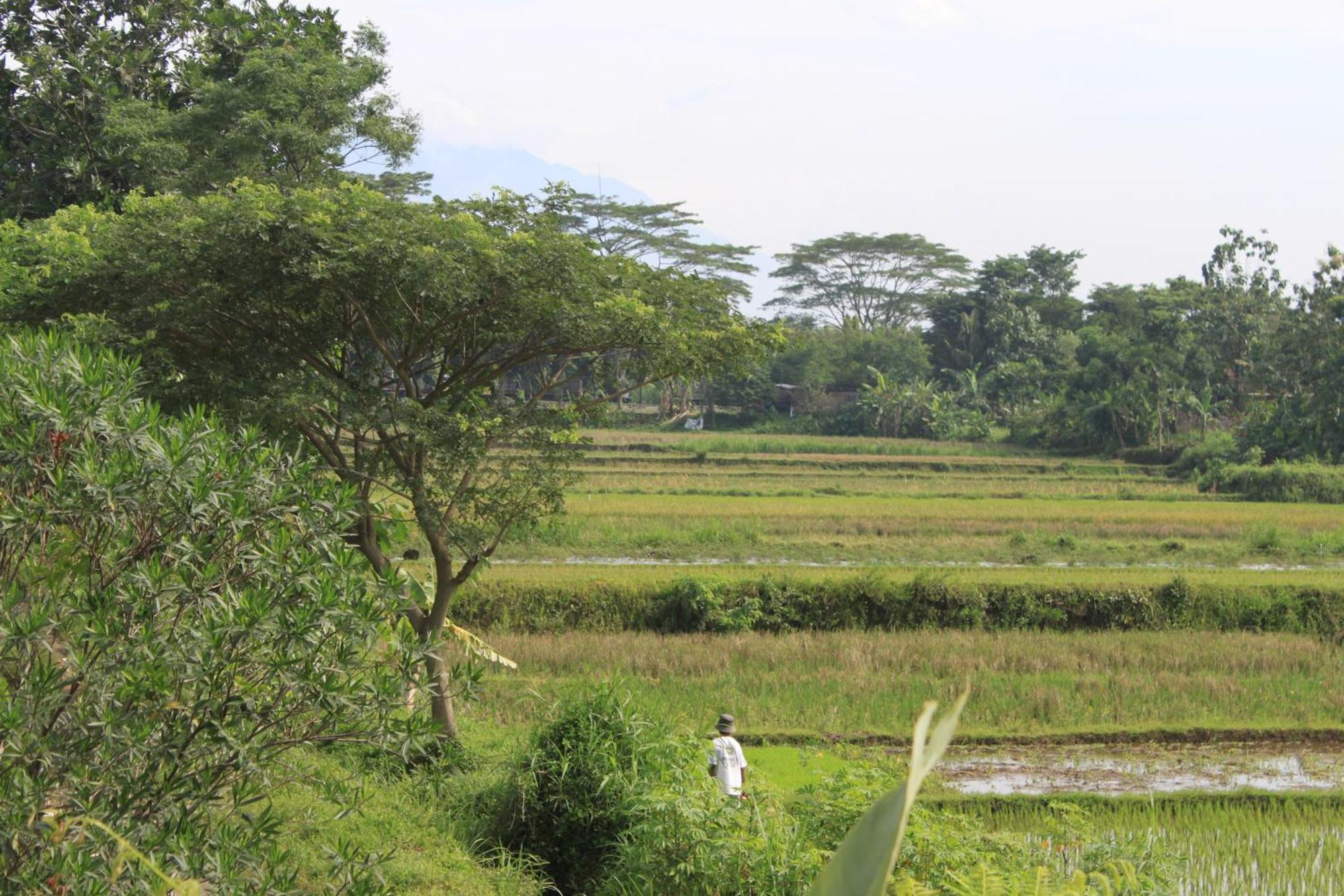 Alamanda Family Villas, Pool & Local Tours Yogyakarta Exterior foto